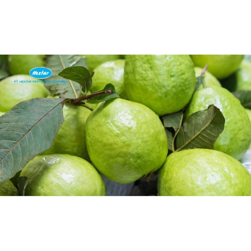 

jambu kristal isi lima 5 rb reyah seger petik lasung dari kebum fres