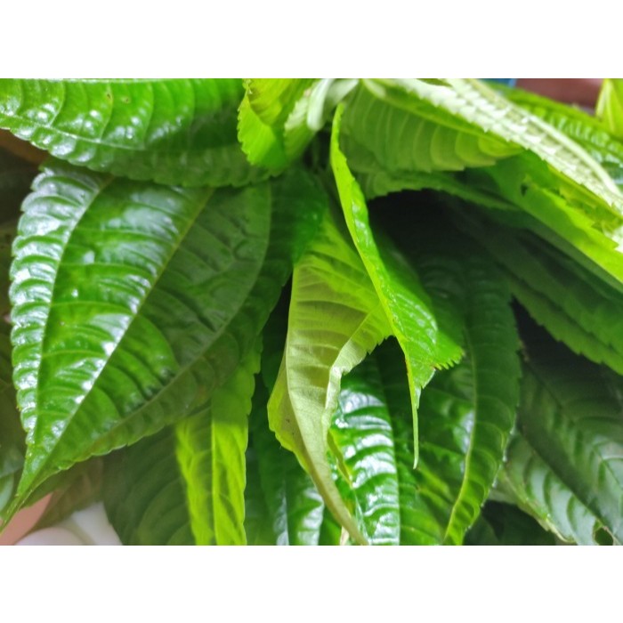 

daun lalapan poh pohan daun segar pohpohan 500gram