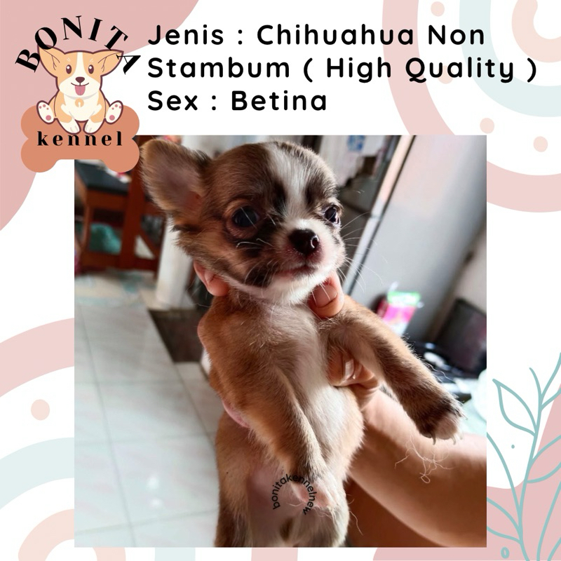 Chihuahua Non Stambum Anak Anjing CHH Chihuahuaua Jantan Betina