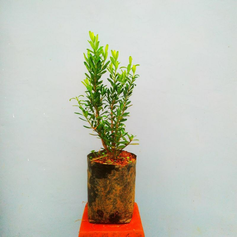 tanaman boxus/bahan bonsai boxus