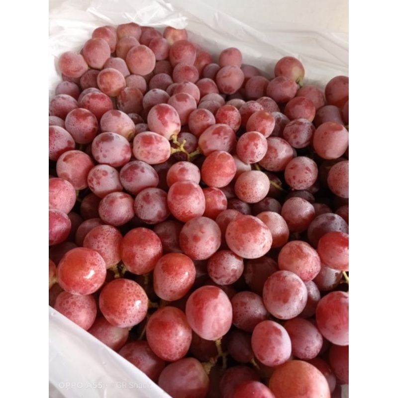 

BUAH ANGGUR RED FRESS PREMIUM