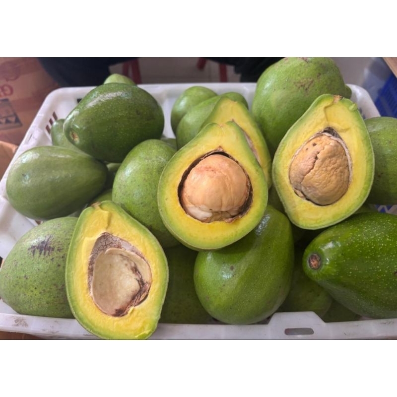 

ALPUKAT MENTEGA BENGKULU 1 KG