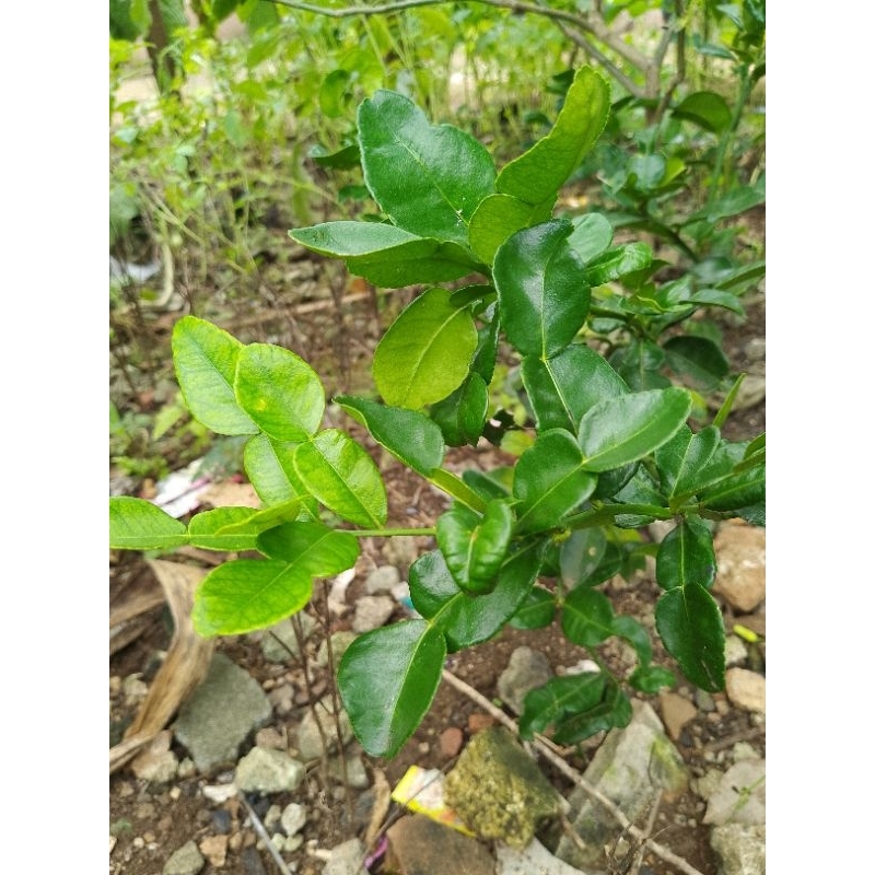 

DAUN JERUK 100gram