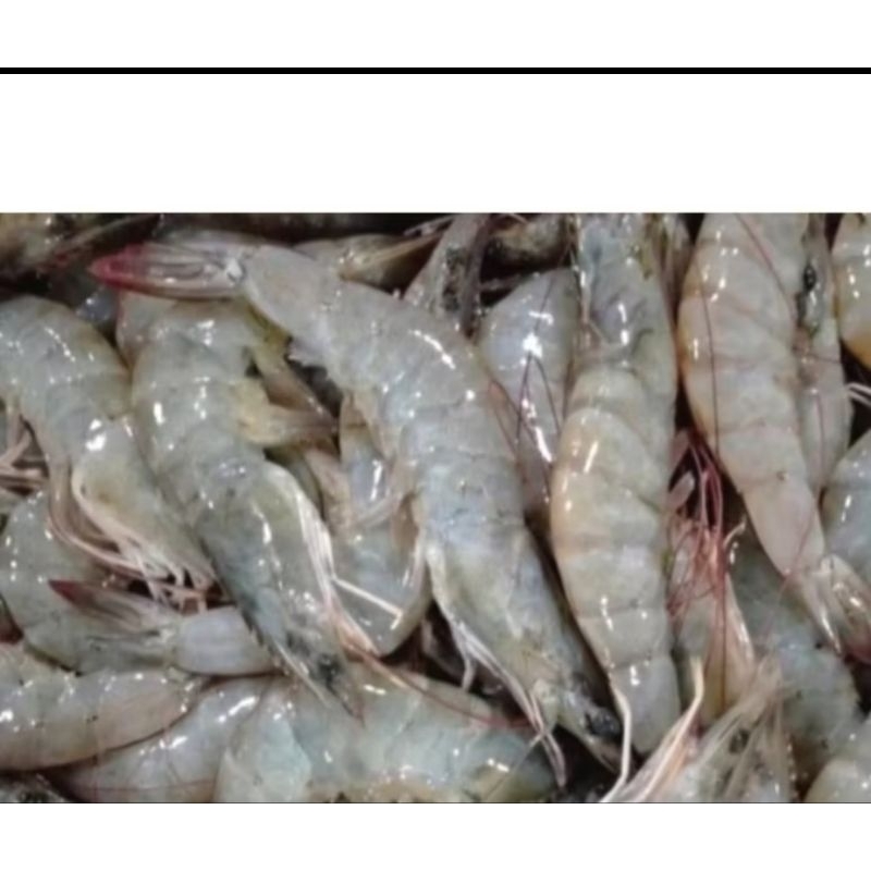 UDANG SEGAR/500GRAM