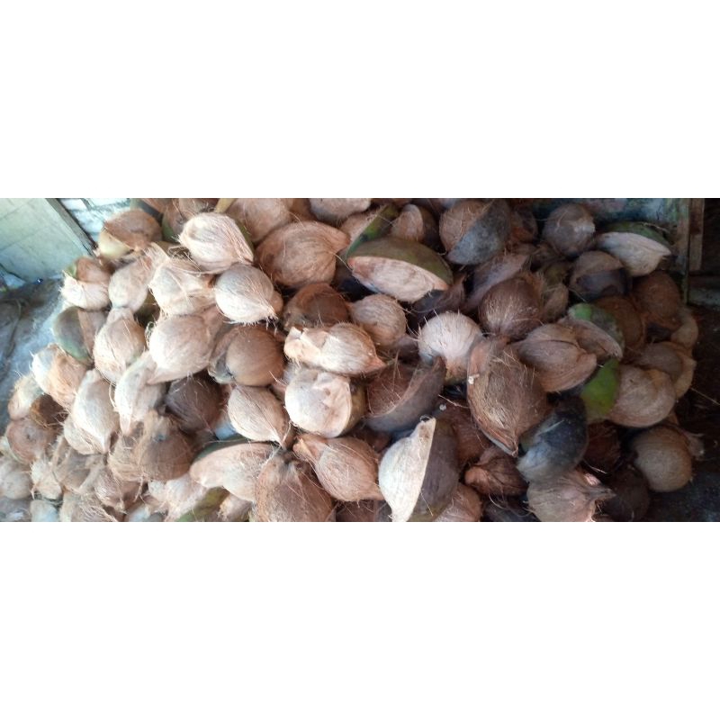 

Kelapa lokal Pacitan ukuran kecil