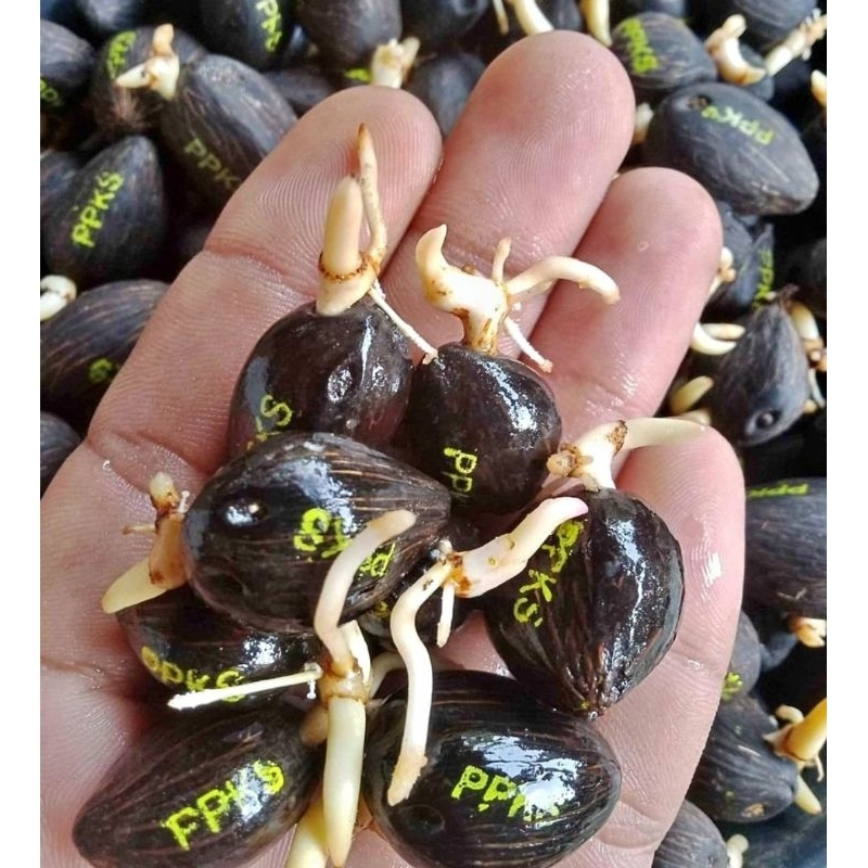 50 butir Benih sawit PPKS DXP SIMALUNGUN ORIGINAL