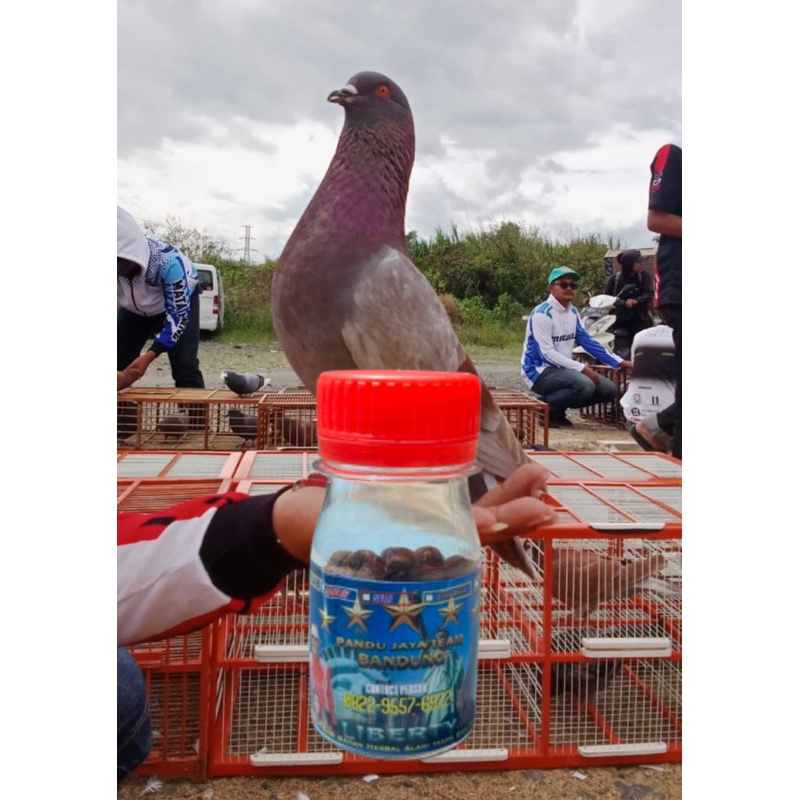 Pandu Jaya Team Pil Merpati Jamu Merpati Suplemen Merpati Vitamin Merpati untuk Merpati Jablay atau 
