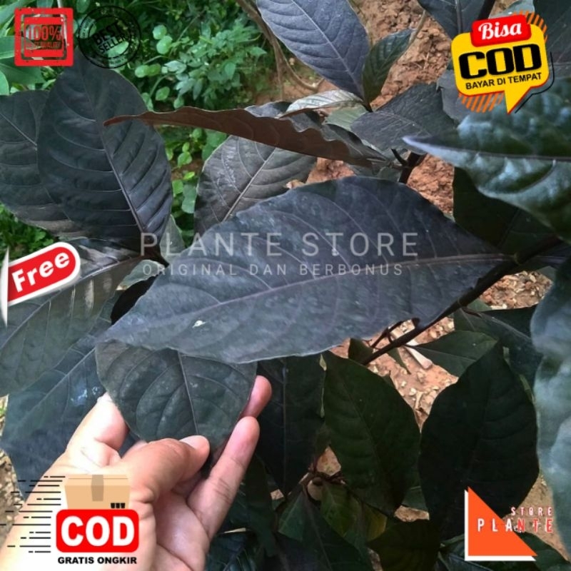 

HERBAL DAUN UNGU | DAUN HANDEULEUM PERLEMBAR