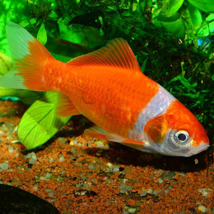 Beli 10 gratis 1 ekor termurah  ikan hias air tawar ikan komet ukuran kecil