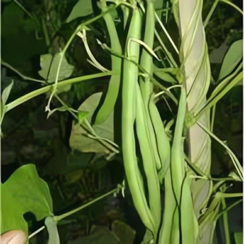 

50 Biji - Benih Buncis Biji Buncis