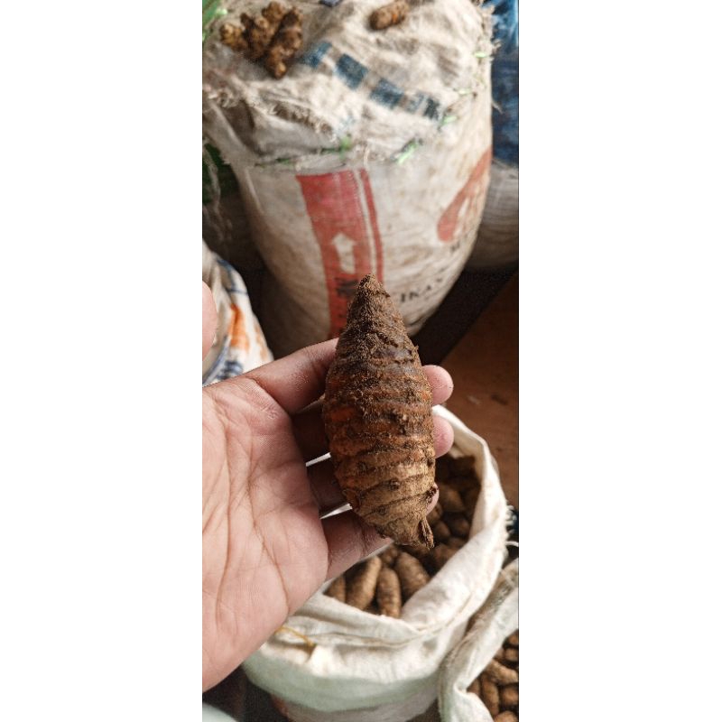 

Induk Kunyit Segar 1 Kg – Kualitas Pilihan, Siap Olah Jamu / Bumbu Masak