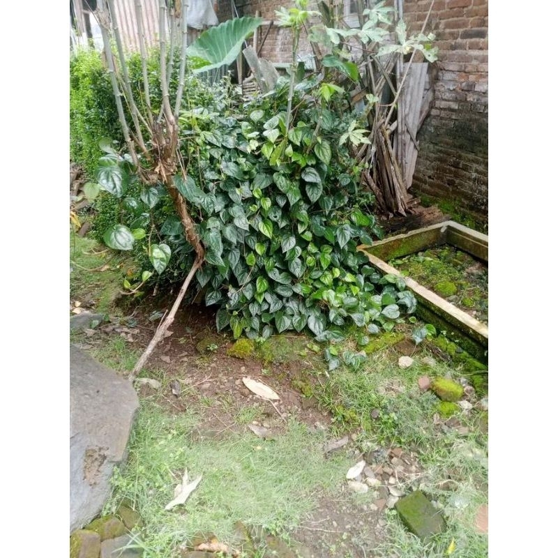 

daun sireh hijow fers daun herbal 100 lembar