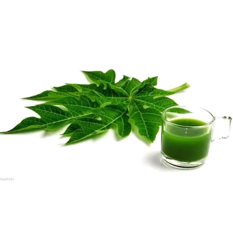 

Daun PEPAYA harga PERLEMBAR fresh obat mnurunkan gula darah dan lain nya