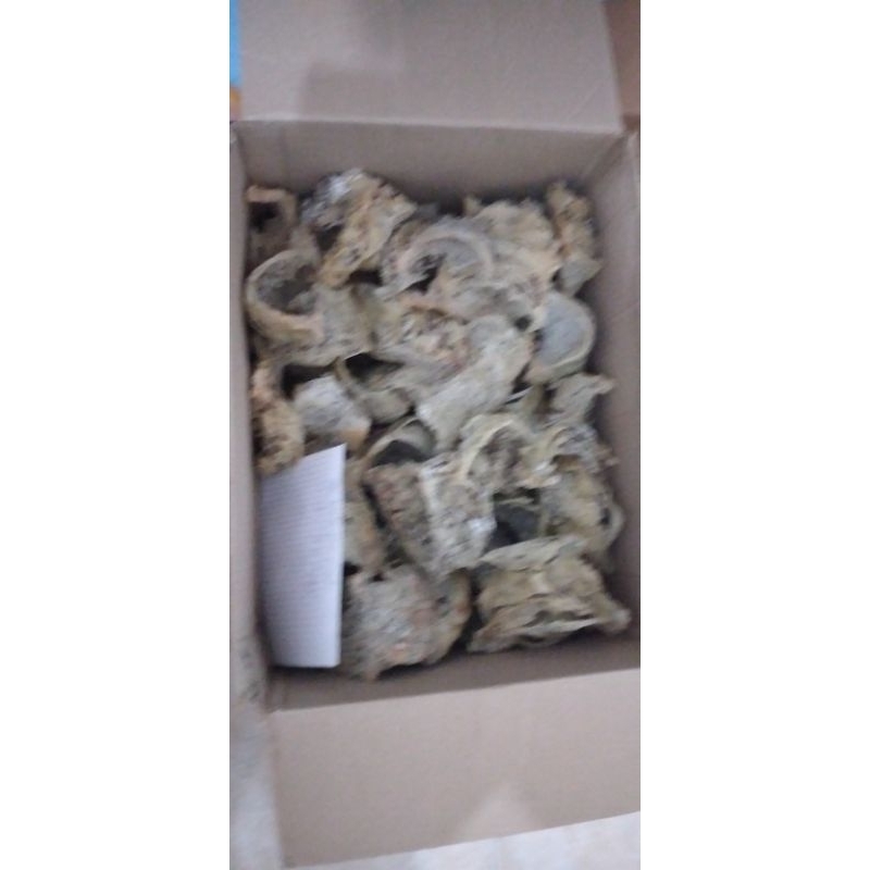 

sarang burung walet asli 150 gr