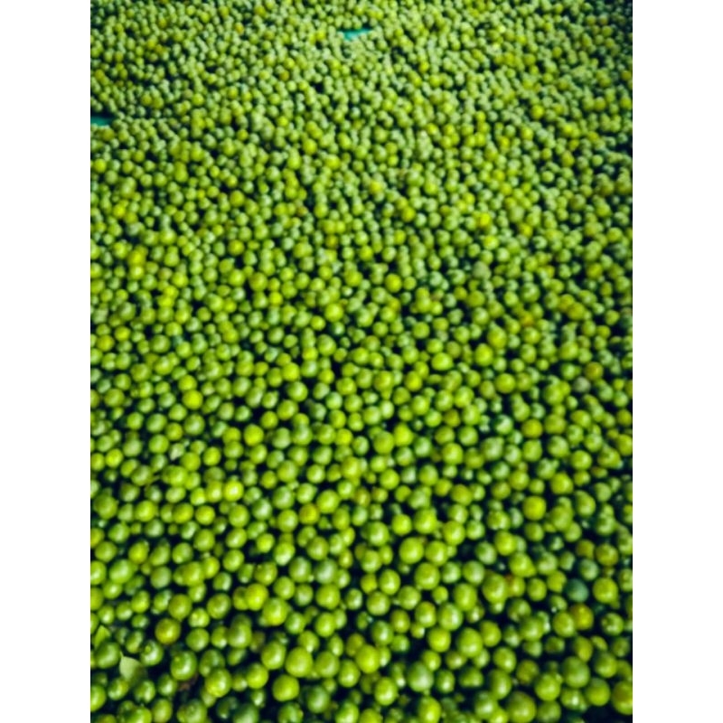 

jeruk sonkit jeruk kasturi jeruk kunci