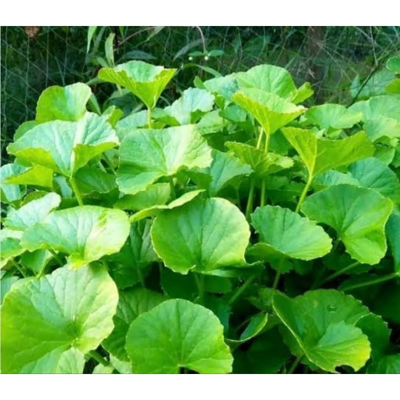 

Jual daun antanan segar atau daun pegagan 500 gram