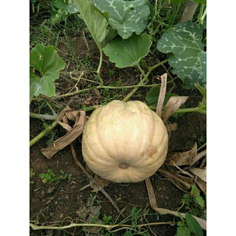 Benih labu kuning unggul 10 seeds