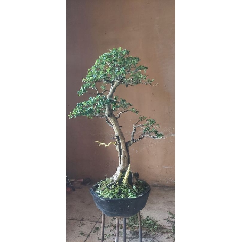Bonsai jadi siap pajang #Sisir #Kaliage #sisiran #kontes (chudrania cochinensis)