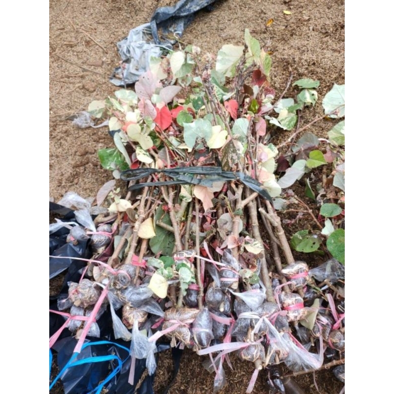 waru varigata hasil cangkok