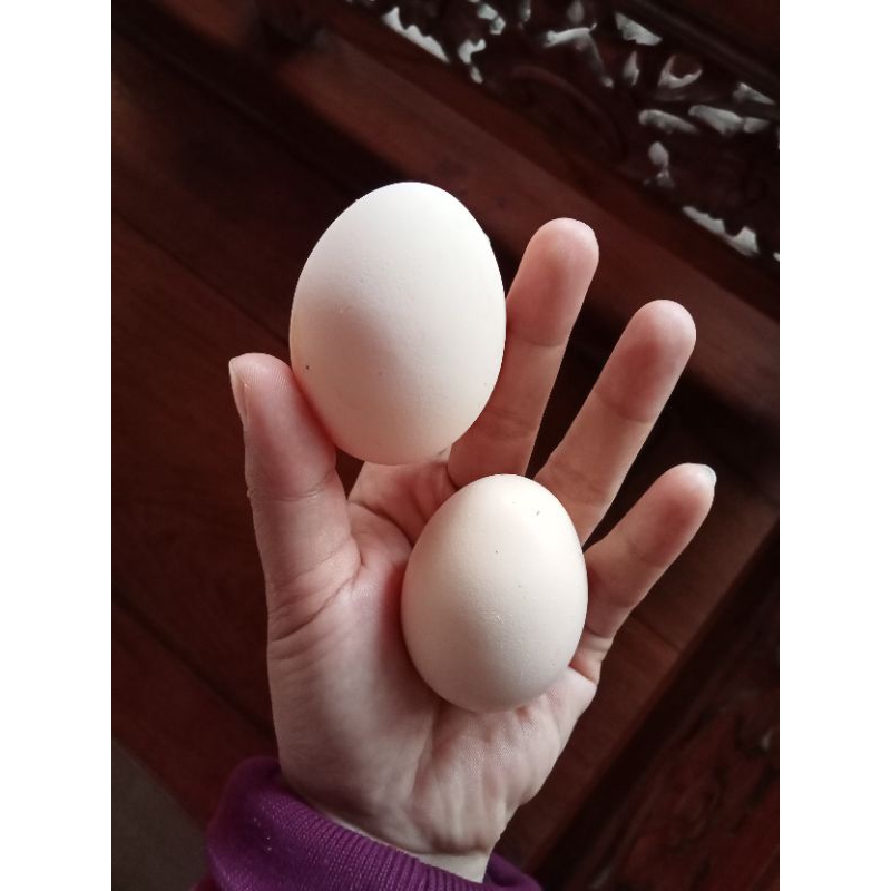 

Telur Ayam Kampung Super Besar/ telur Jawa / telur kampung / Endog Jawa telur ukuran besar / telur ukuran lebih dari 50 gram / telur jamu / telur buat anak-anak/ telur untuk perkembangan daya tahan tubuh/ telur jamu super