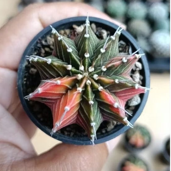 kaktus gymno Lb variegata selected
