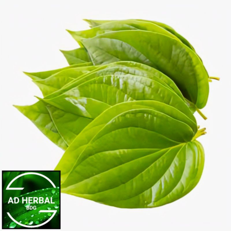 

Daun Sirih Hijau Fres Segar Isi Per 1 Kg