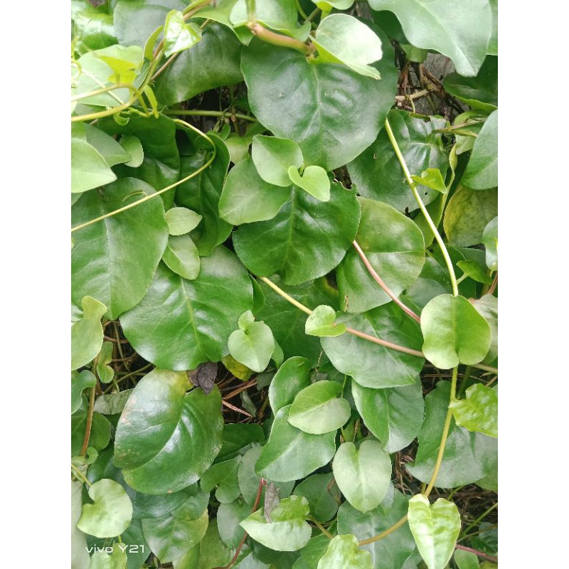 

daun minahong segar/250gram