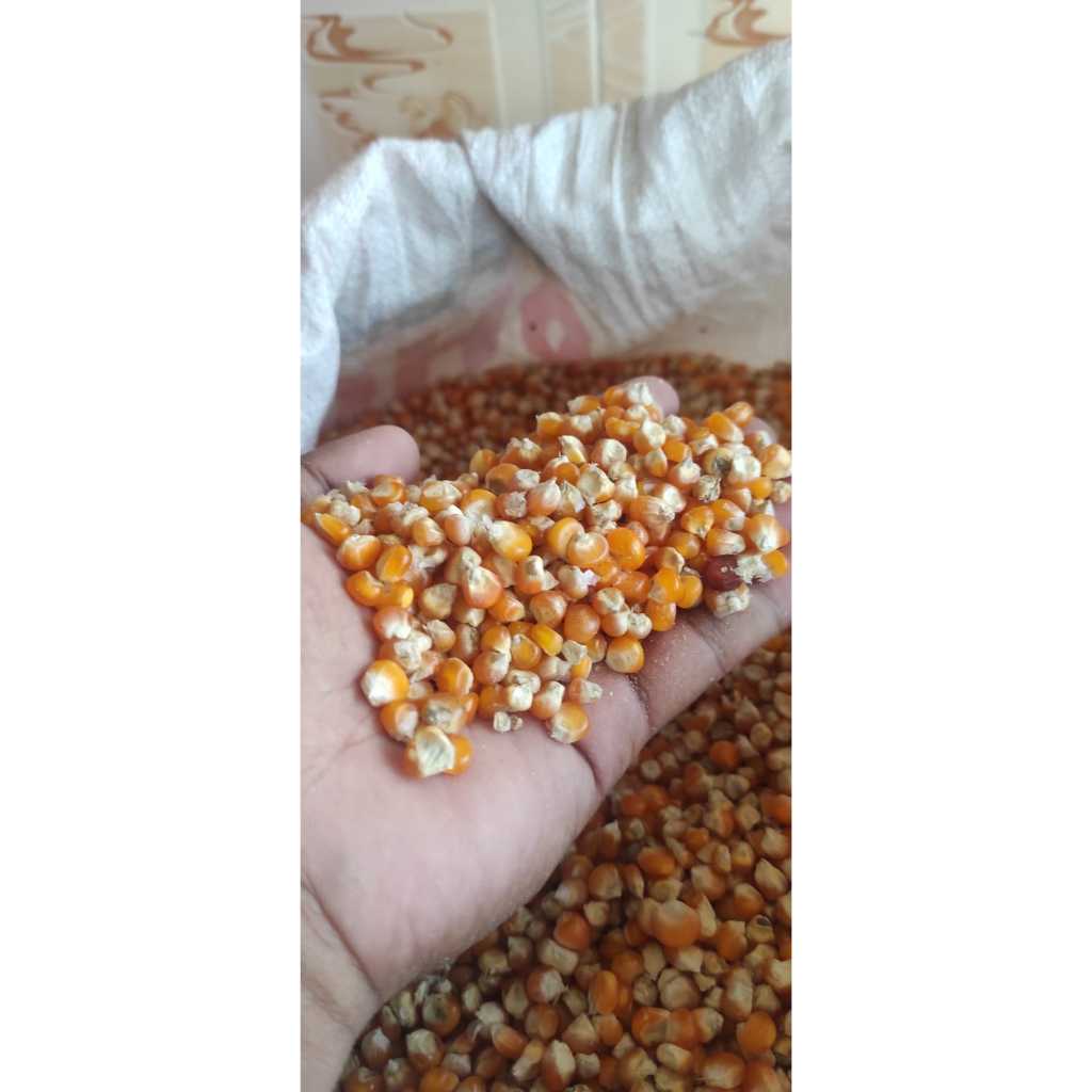 

Jagung Pipil Kering Super | Murni | Bersih | Fresh | Harga Bersahabat