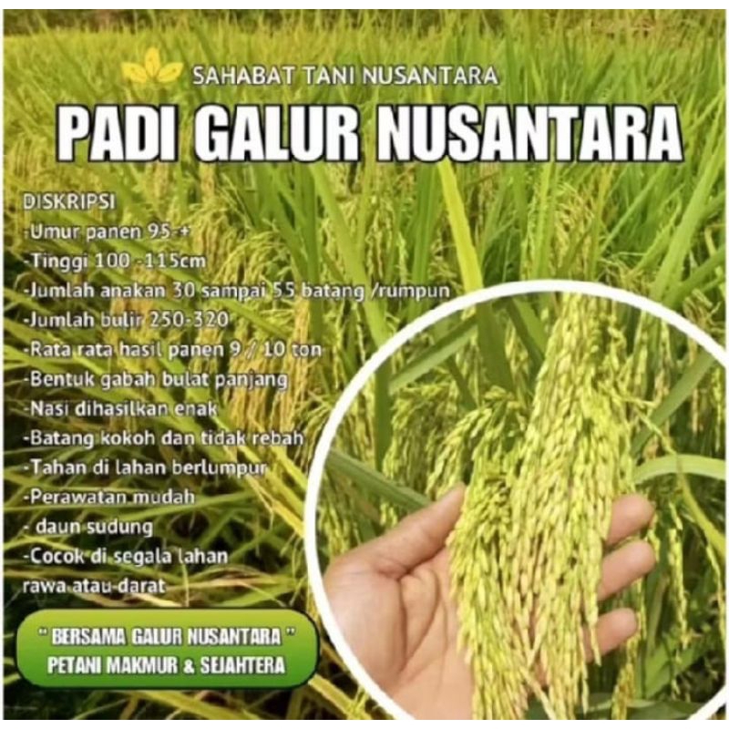 benih padi super unggul lokal galur nusantara