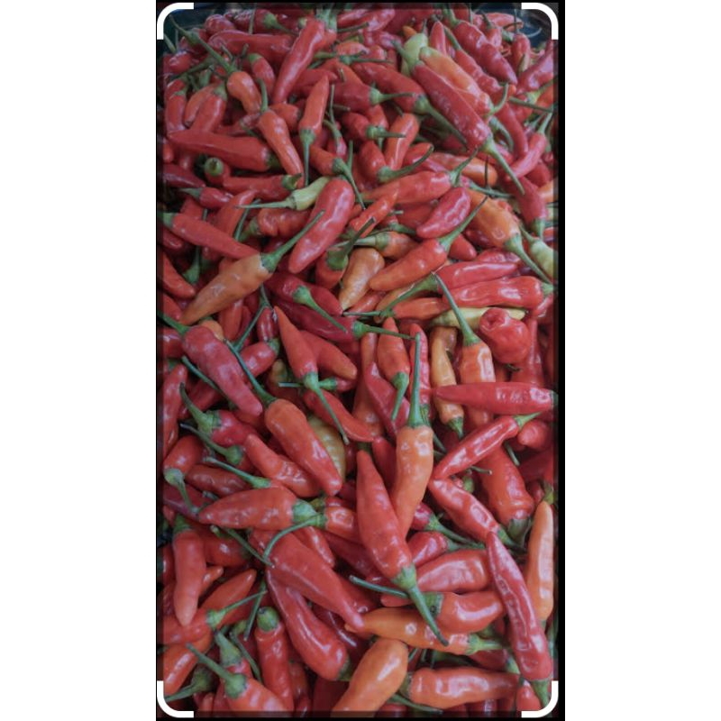 

cabe rawit Lombok kecil per 1kg