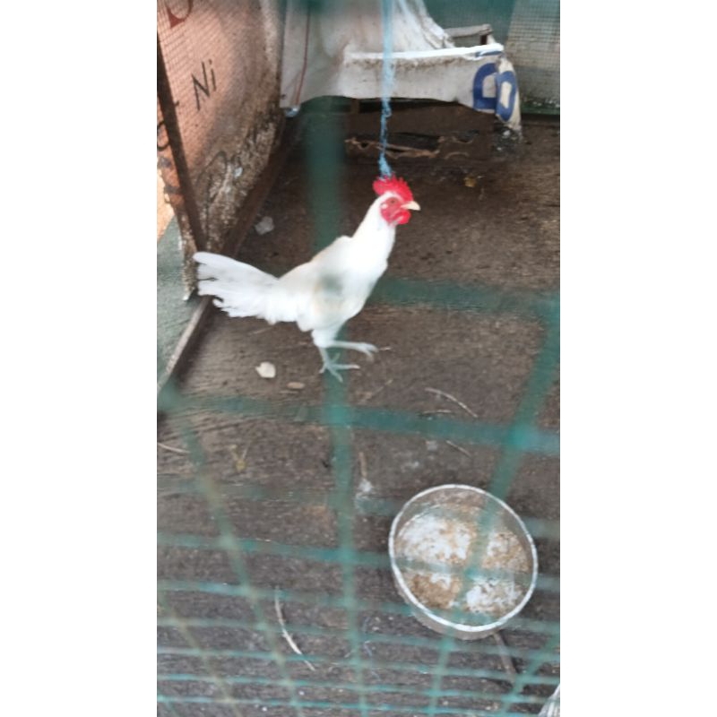 Ayam Kampung Jago dan Betina