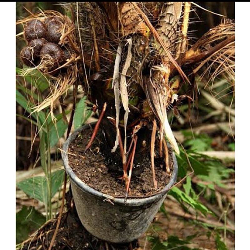 

250 g AKAR POHON SALAK