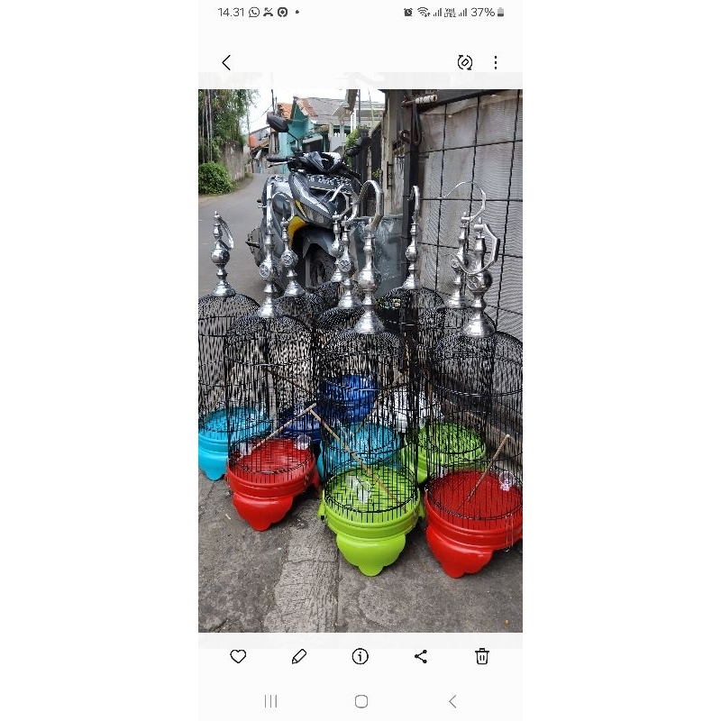 kandang pleci helopet