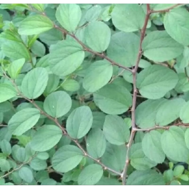 

daun bidara arab segar 100 biji