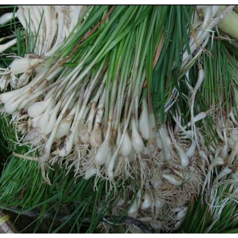 

sayuran kuncay segar 1kg press siap kirim