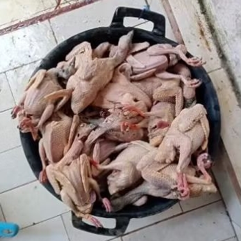 

daging burung merpati dara jumbo murah banget