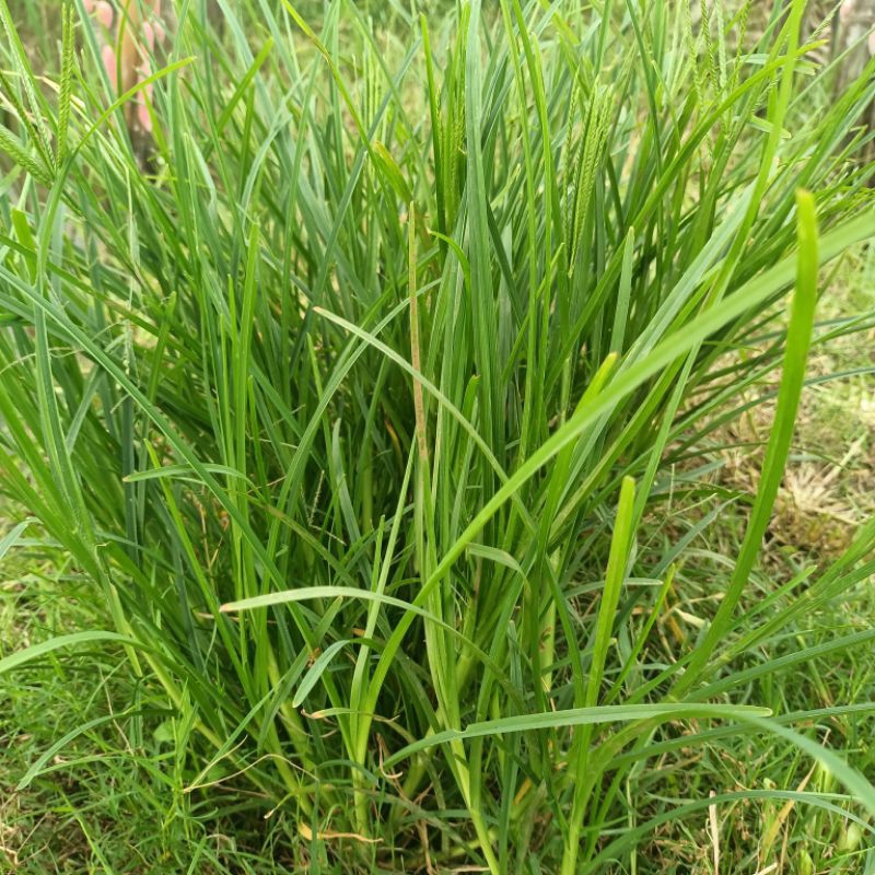 

Rumput Belulang / Jampang / Jagoan Fresh Herbal Alami