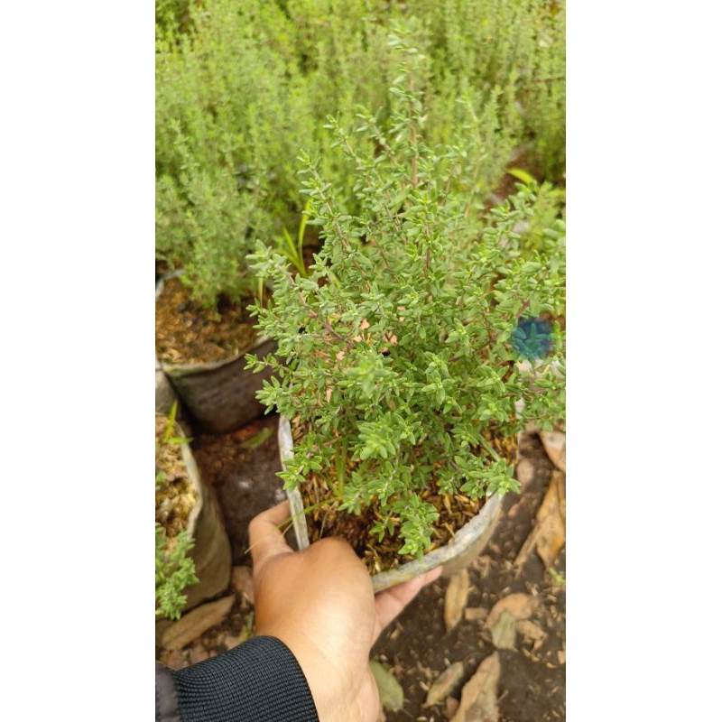 Tanaman Thyme Rimbun | Bumitanaman | Thyme
