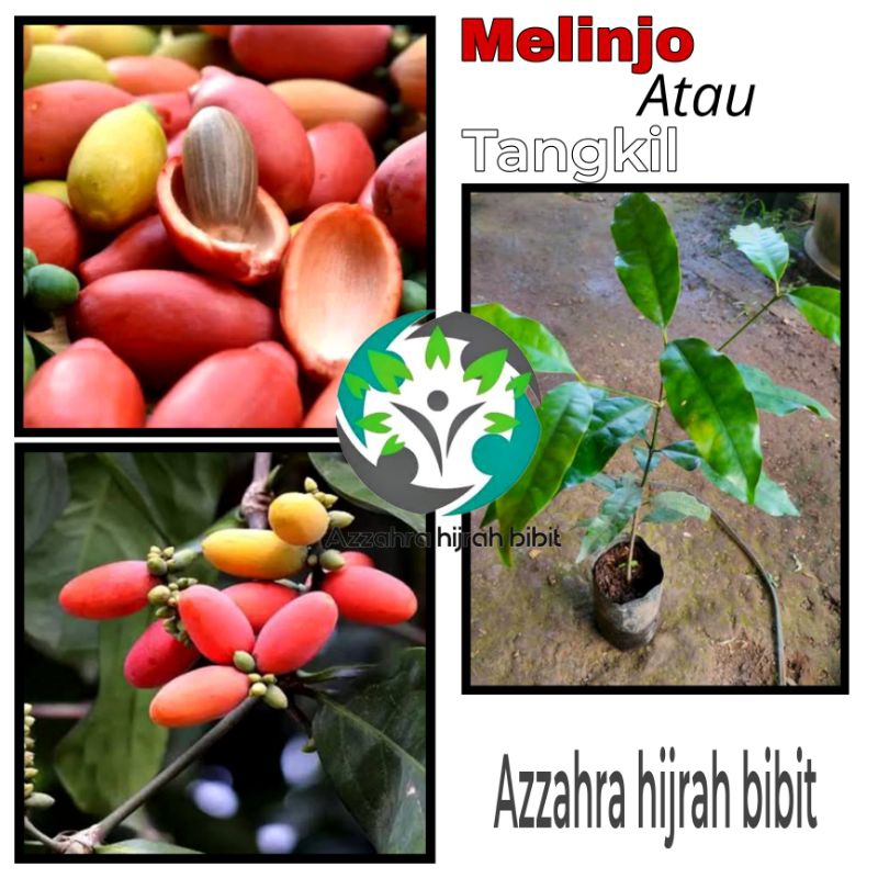 BIBIT TANAMAN MELINJO/BIBIT TANAMAN TANGKIL/BIBIT MELINJO