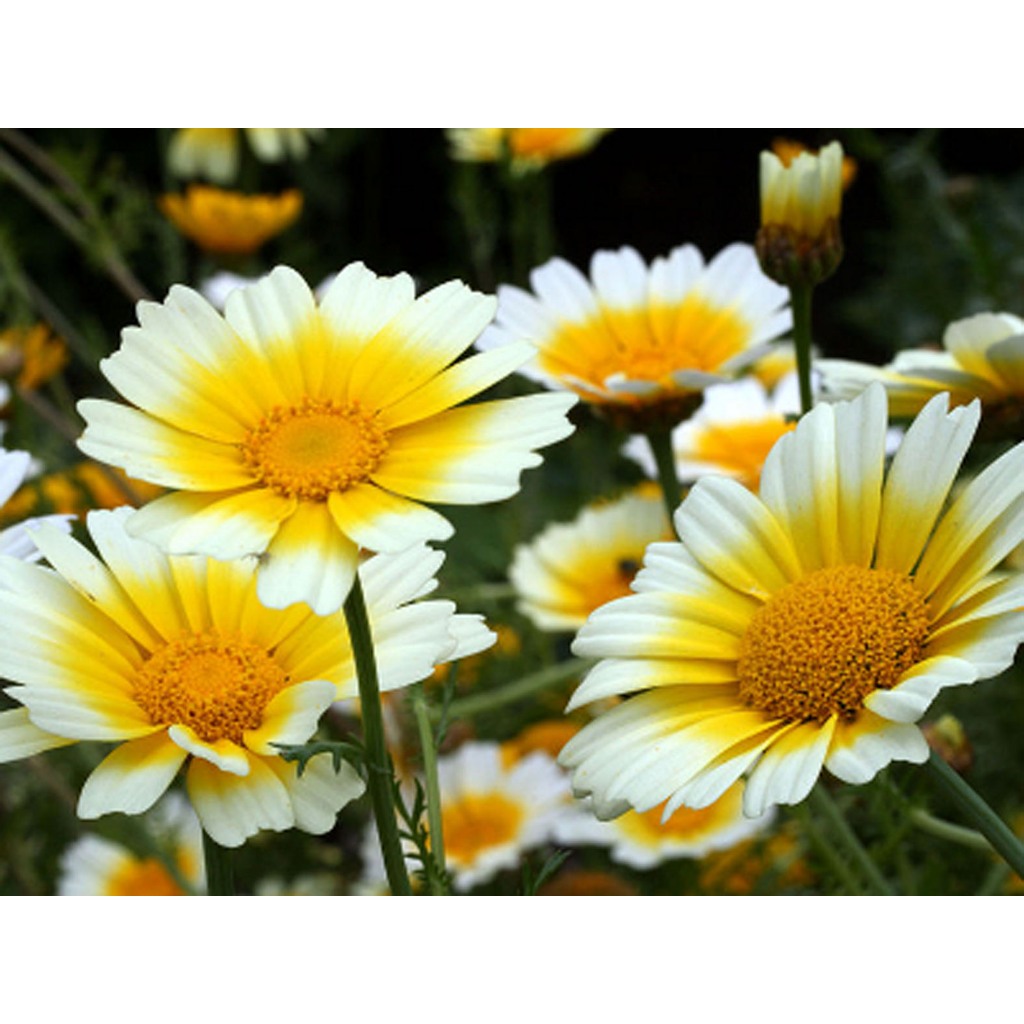 Green Earth - Bibit Benih Biji Bunga Garland Daisy - Bibit Tanaman Pohon Bunga Garland Daisy - Garla