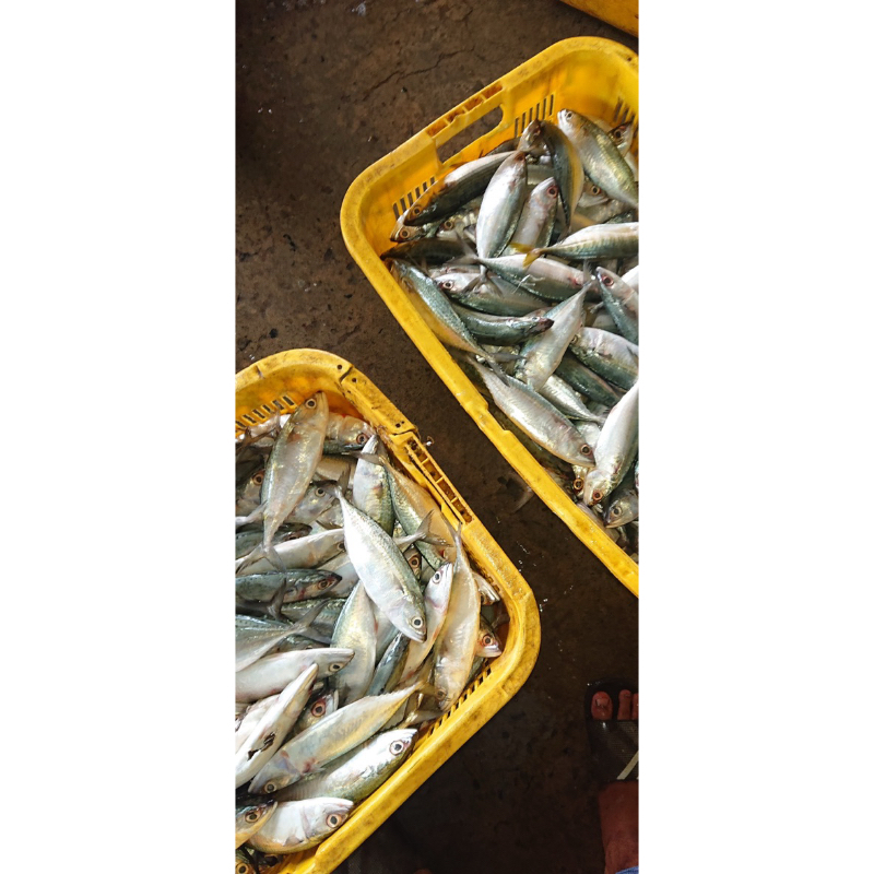 

ikan gembung