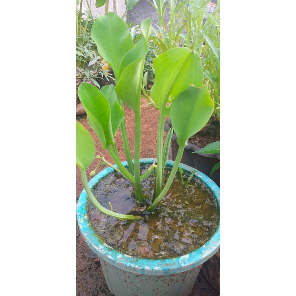 bibit genjer atau genot sayur