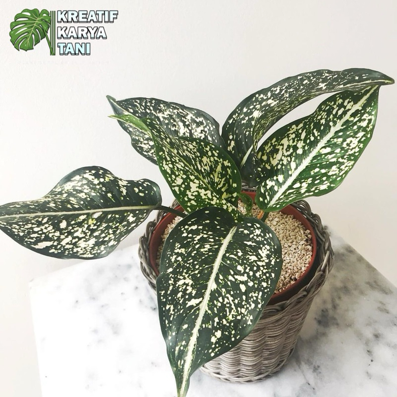 Promo Tanaman Aglonema Srikit - Aglonema srikit