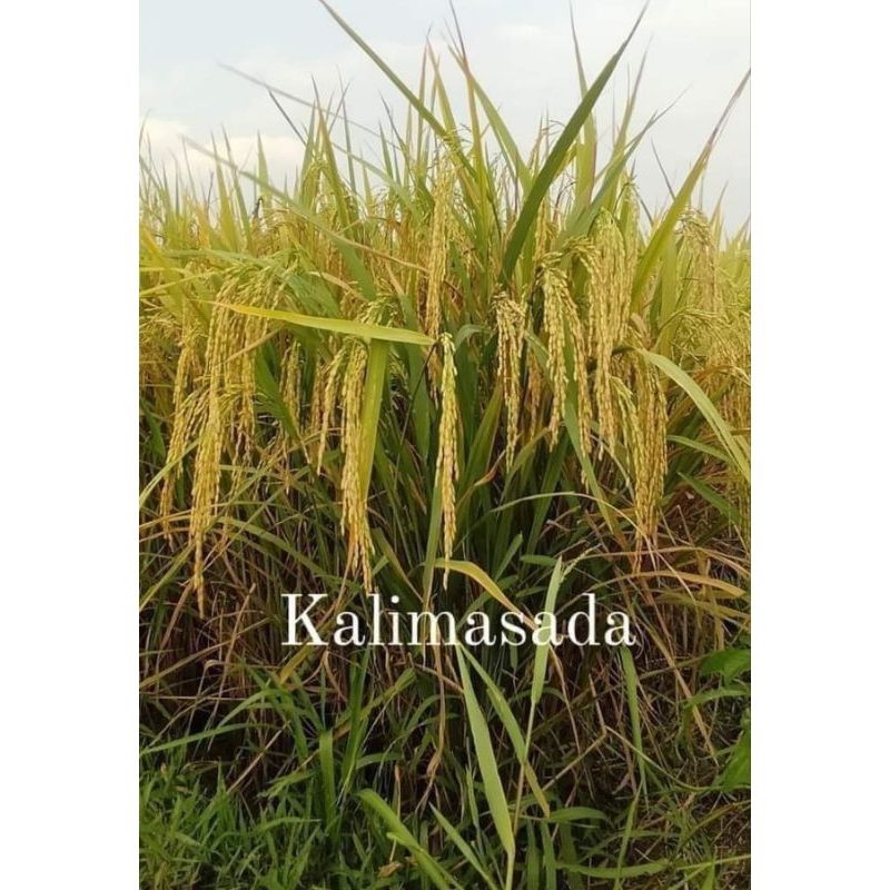 BENIH PADI KALIMASADA SUPER 1KG