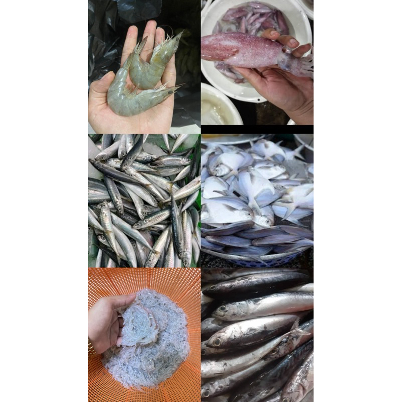 

ANEKA LAUK SEGAR / IKAN Bawal Putih Laut / LAUK KELUARGA