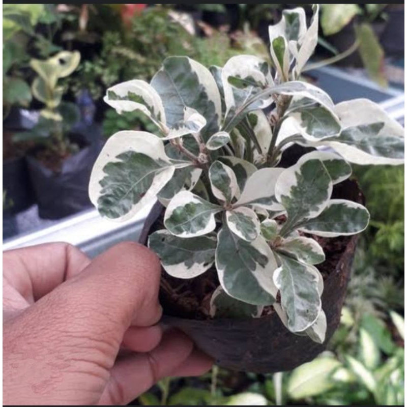 KROKOT VARIGATA PUTIH, BAYAM HIAS PUTIH, TANAMAN HIAS