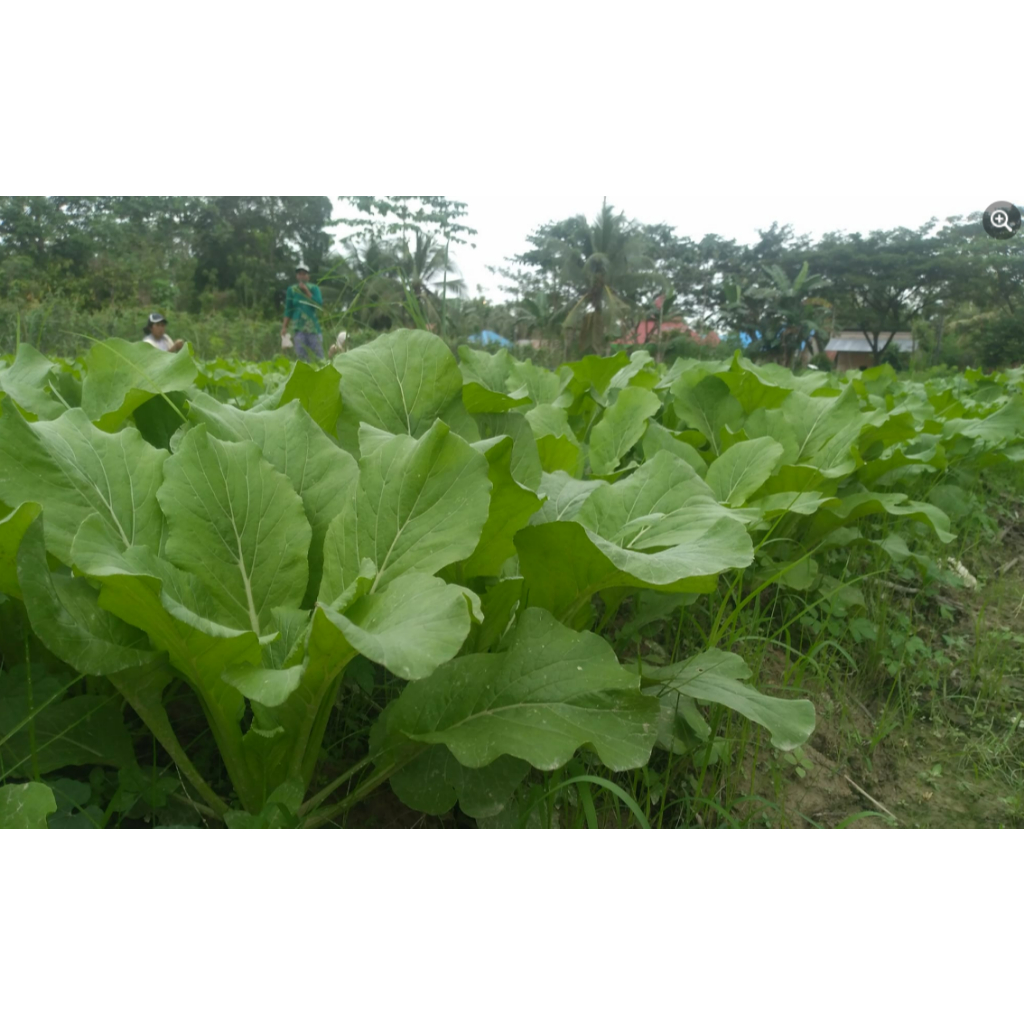 Raflezia Benih Caisim Sawi Manis Jumbo 25 Gram Gemah Seed Unggul Lebat Panen Melimpah