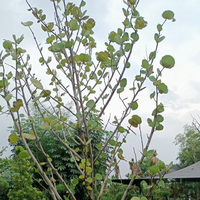 pohon anggur laut cocoloba