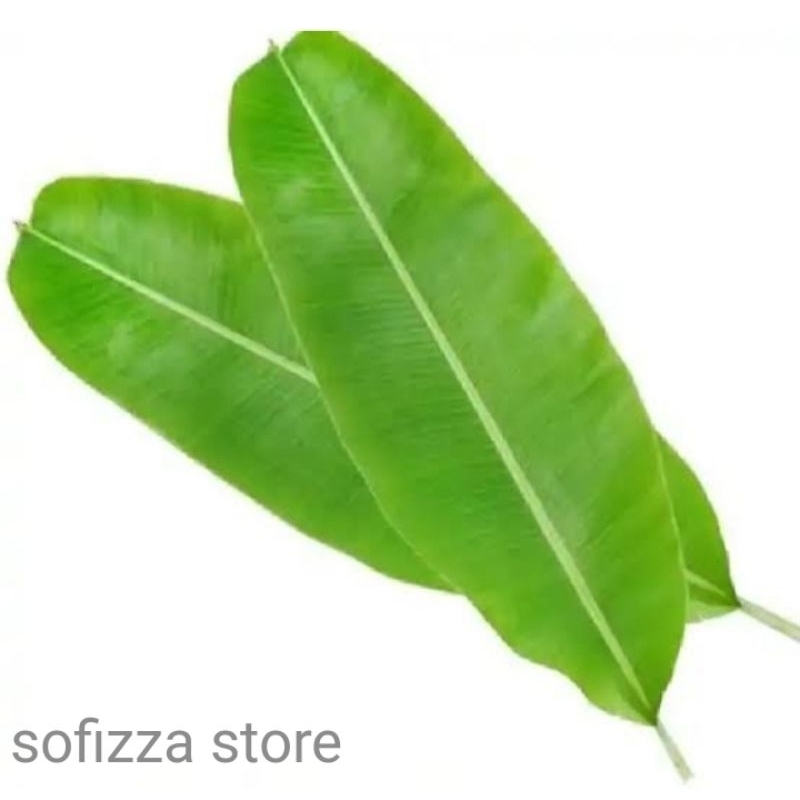 

Daun pisang 3 batang fresh di petik saat pemesanan