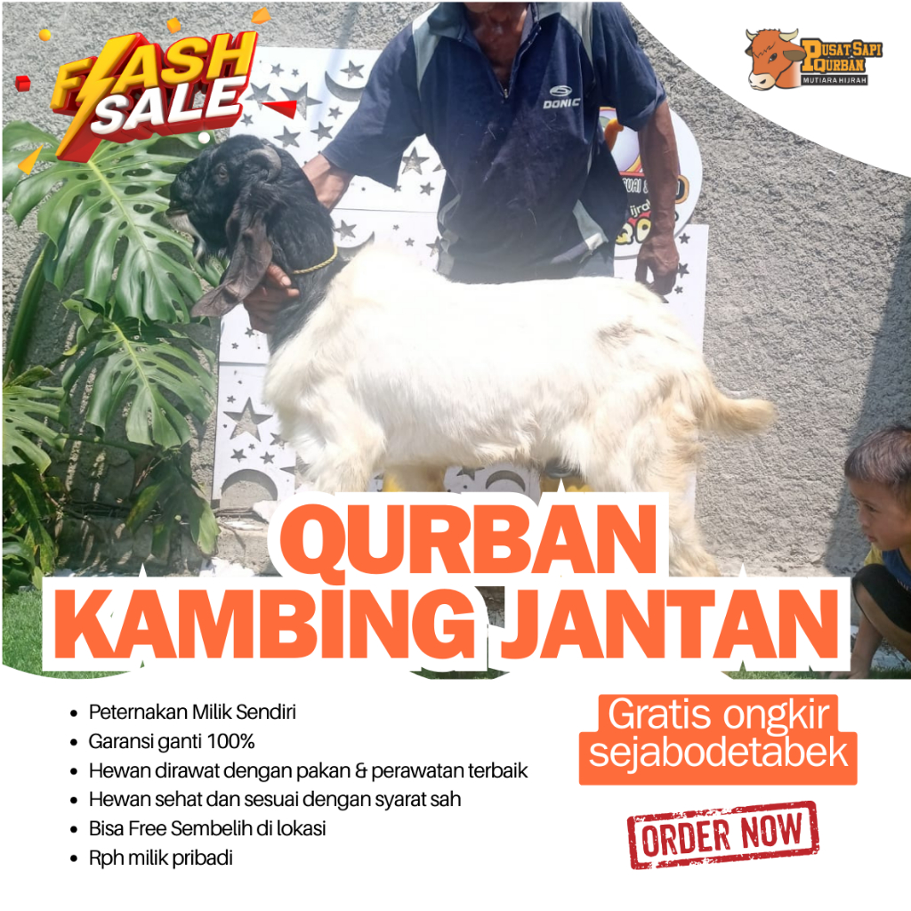 

KAMBING KURBAN TERMURAH KIRIM HIDUP JABODETABEK